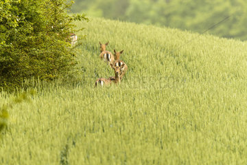 Fallow deers (Dama dama) walking in a field in spring  Picardie  France