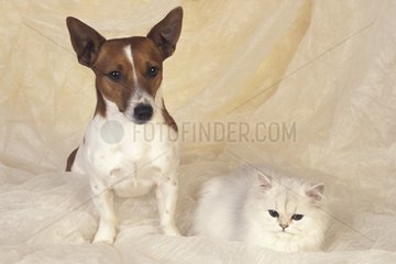 Mâle Jack Russel Terrier et femelle Persan Chinchilla