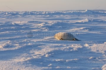 Whitecoat on Ice Madeleine Islands Quebec Canada