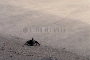 A crab on the beach at dusk Ilot Huon