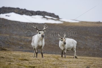 Svalbard reindeers on tundra Svalbard