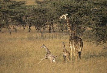 Family of Masaï Giraffe in African savanna Kenya