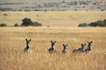 Grant's Zebras Masaï Mara Kenya