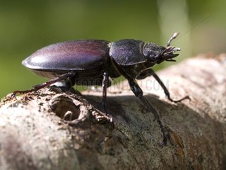 Female Stag beetle Doubs France