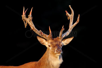 Red Deer (Cervus elaphus) male losing his velvet  Ardennes  Belgium