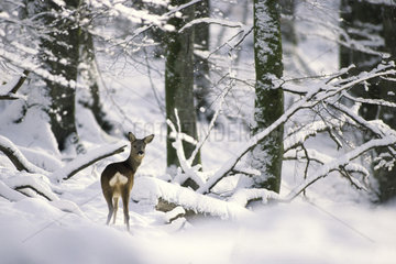 European roe deer (Capreolus capreolus) in snowy undergrowth  Ardennes  Belgium