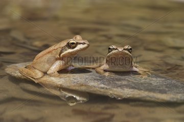 Pyrenean frogs in a river Pyrenees Spain
