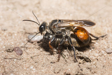 Golden digger wasp (Sphex funerarius) reporting a Cricket in its gallery  Regional Natural Park of Northern Vosges  France