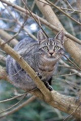 Tabby cat in forest Oberbruck Haut Rhin