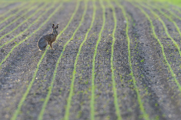 European hare (Lepus europaeus) in a field in spring  Hesse  Germany