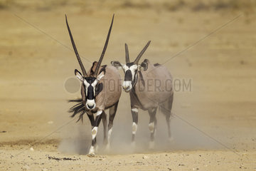 Gemsbok (Oryx gazella). Male with crippled horns follows a female. Kalahari Desert  Kgalagadi Transfrontier Park  South Africa.