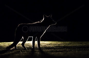 Red fox (Vulpes vulpes) Fox silhouette  Summer  England