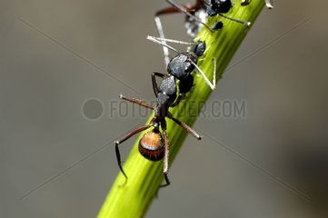 Ant recovering of the miellat on an Aphid Alpes-Maritimes