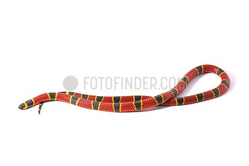 Brown's coral snake (Micrurus browni) on white background.