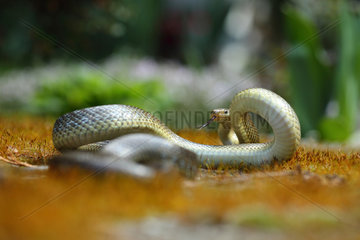 Aesculapian snake (Zamenis longissimus)  Bulgaria