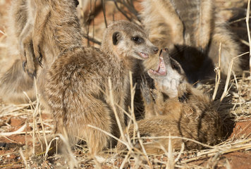 Meerkat or suricate (Suricata suricatta)  youngs playing  Kalahari Desert  South African Republic