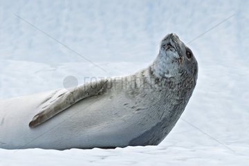 Weddell seal (Leptonychotes weddellii). Antarctic Peninsula.