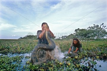 Searchers catching for a green Anaconda Venezuelan Llanos