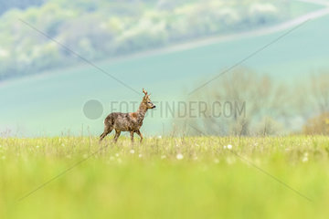 Roe deer (capreolus capreolus in a spring meadow  Rougemont  Burgundy  France