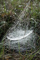 Dew on a spiderweb in Drôme France
