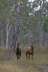 Wild horses in a forest of Eucalyptus Australia