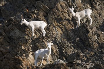 Dall's Sheep National Park Iwavik Yukon Canada
