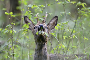 Roebuck (Capreolus capreolus)  male in spring forest feeding on leaves and buds  Doubs (25)  France
