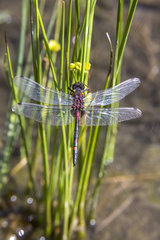 White-faced dragonfly (Leucorrhinia dubia) over the water on reeds in a peat bog in summer  Lake Blanchemer  Vosges  France
