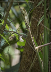 Canopy lizard (Polychrus gutturosus)  Gamboa  Panama  May