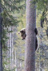 Brown bear (Ursus arctos) cub climbing on tree  Finland