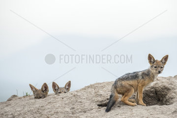 Jackal (Canis mesomelas)  young curious emerging from the termite mound where they are hidden  Masai-Mara Reserve  Kenya