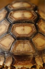 Carapace of a grooved Tortoise