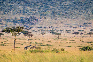 Masai Giraffe (Giraffa camelopardalis tippelskirchi)  eating at dawn in the plains  Masai-Mara National Reserve  Kenya
