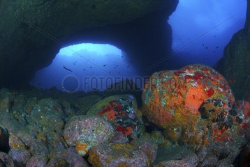 Rocky substratum in the first meters below the surface of the ocean. Underwater backgrounds of the Canary Islands  La Gomera.