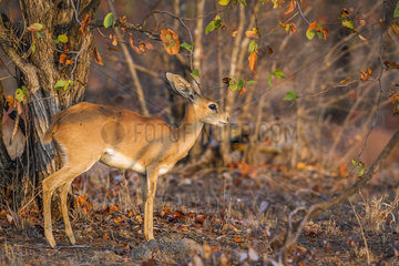 Steenbok (Raphicerus campestris) in Kruger National park  South Africa