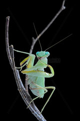 African praying mantis (Sphodromantis lineola) on black background.