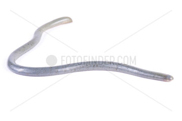 Worm snake (Afrotyphlops sp) on white background
