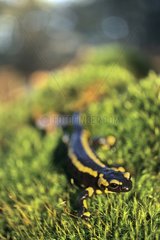 Speckled salamander going in the grass France