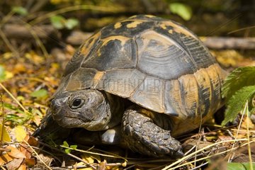 Hermann's Tortoise in the area of Pleven in Bulgaria