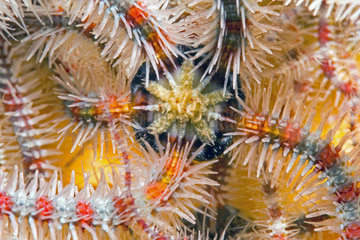 Common brittle-star (Ophiothrix fragilis) detail  Around the Island of Oleron  Atlantic Ocean  France