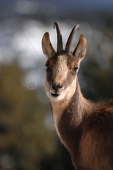 Portrait of a Southern chamois Pyrenees