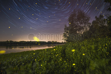 Night among star and fireflies  side of the Po river in the north of Italy