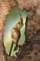 Mantis (Gongylus gongylodes)