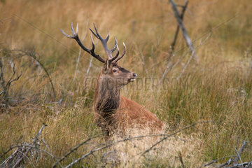 Red Deer (Cervus elaphus) sitting in grass  Ardennes  Belgium