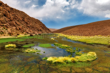Oasis. Landscapes of desert  Atacama Desert  Chile