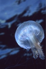 Mauve stinger Jellyfish Capo Caccia Sardinia Italia