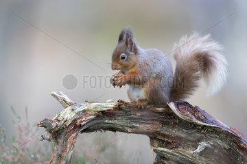 Red squirrel (Sciurus vulgaris) standing on a tree stump  Scotland