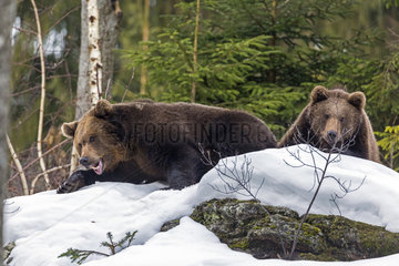 Brown Bears (Ursus arctos) sitting in the snow  Sneznik Reserve  Slovenia