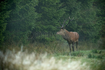 Red deer (Cervus elaphus) Male in the rain at the forest edge in autumn  Ardennes  Belgium