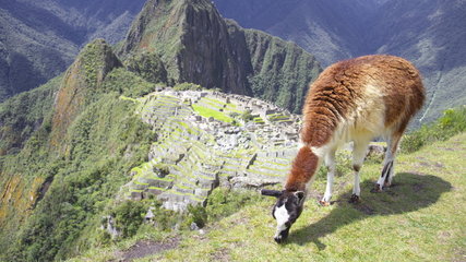 Lama and summit of Huayna Picchu overlooking the site of the ruins of the Inca city of Machu Picchu in the Andes  Peru.